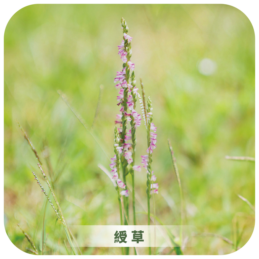 綬草IG_工作區域 1 複本 13.jpg (285 KB)