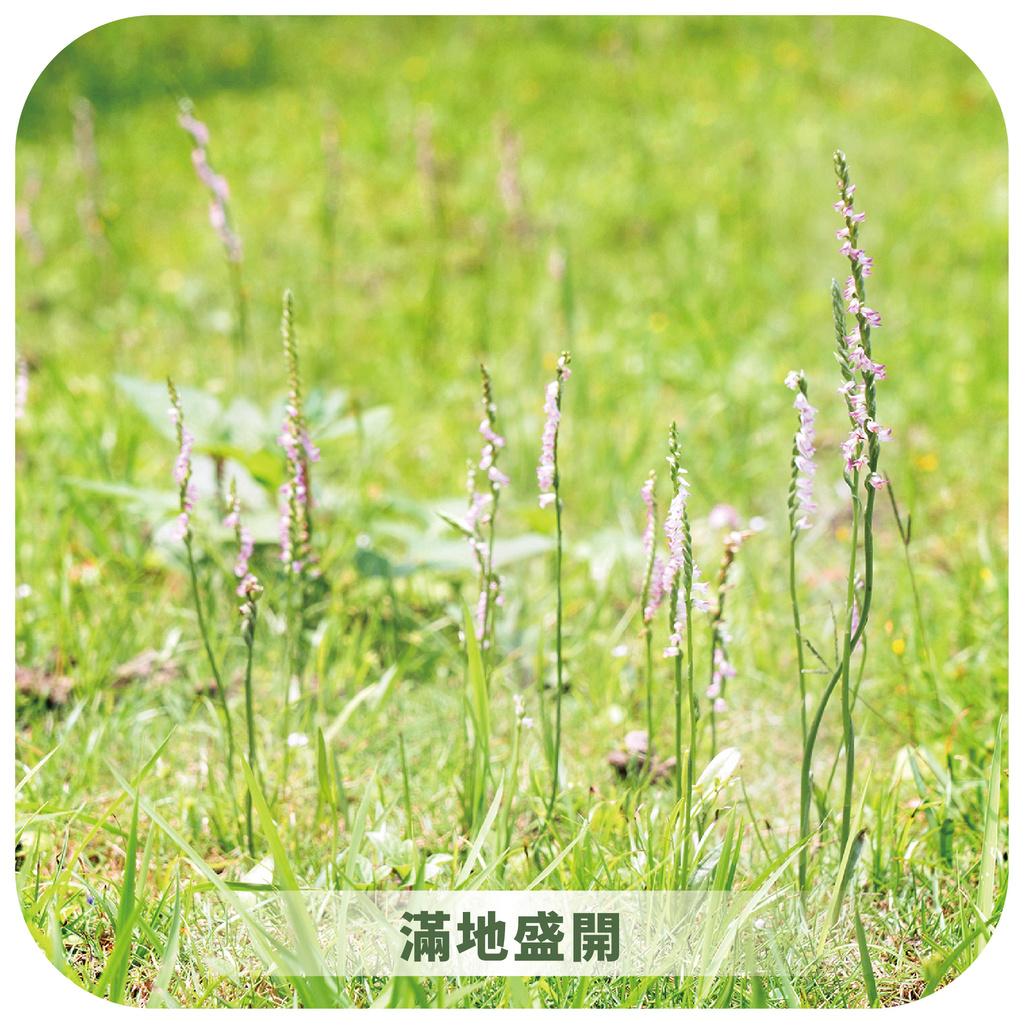 綬草IG_工作區域 1 複本 14.jpg (485 KB)